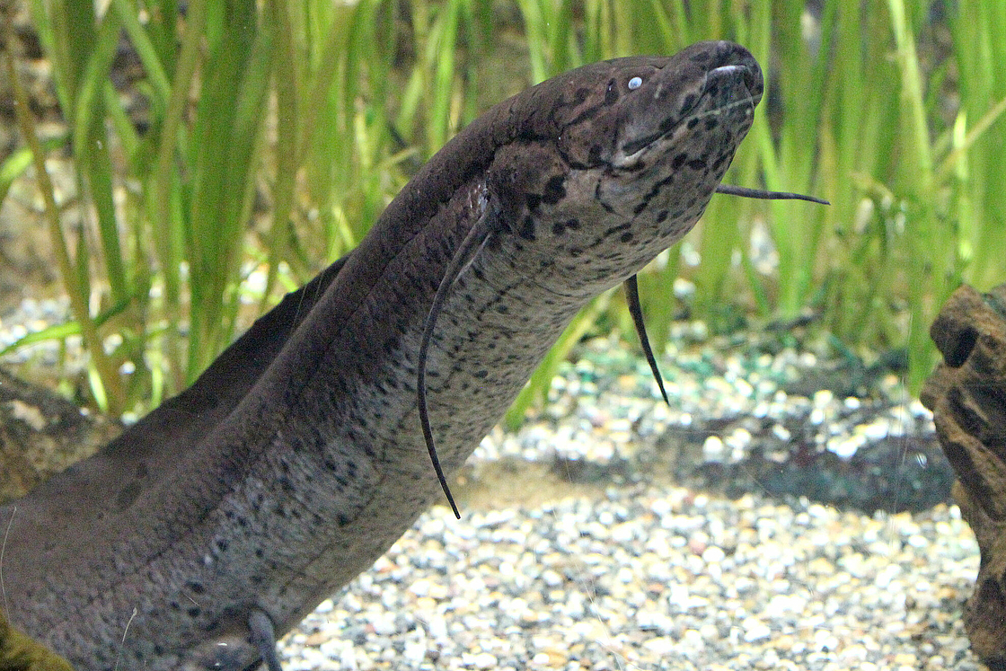 African lungfish breed