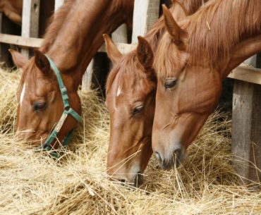 Horses feeding on hay