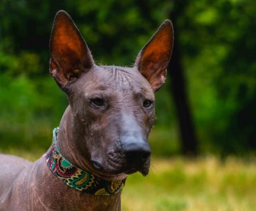 Mexican Hairless dog breed
