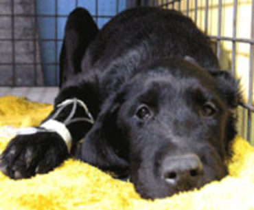 Canine parvovirus in a lying down dog