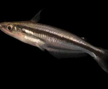 A Pareutropius debauwi fish species