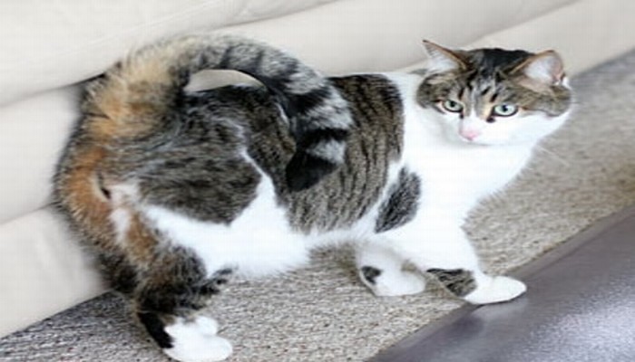American Ringtail cat with good physical appearance
