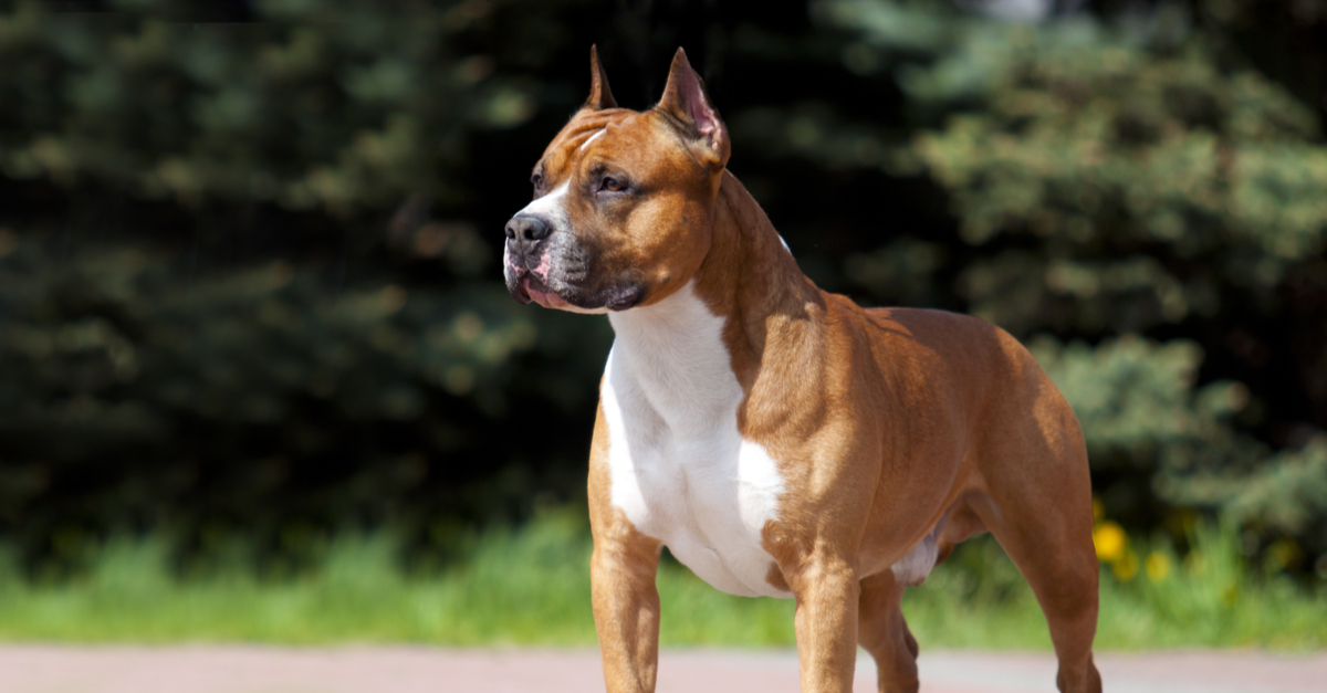 A Staffordshire bull terrier with good physical appearance