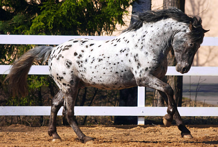 Altai Horse Breed Pictures