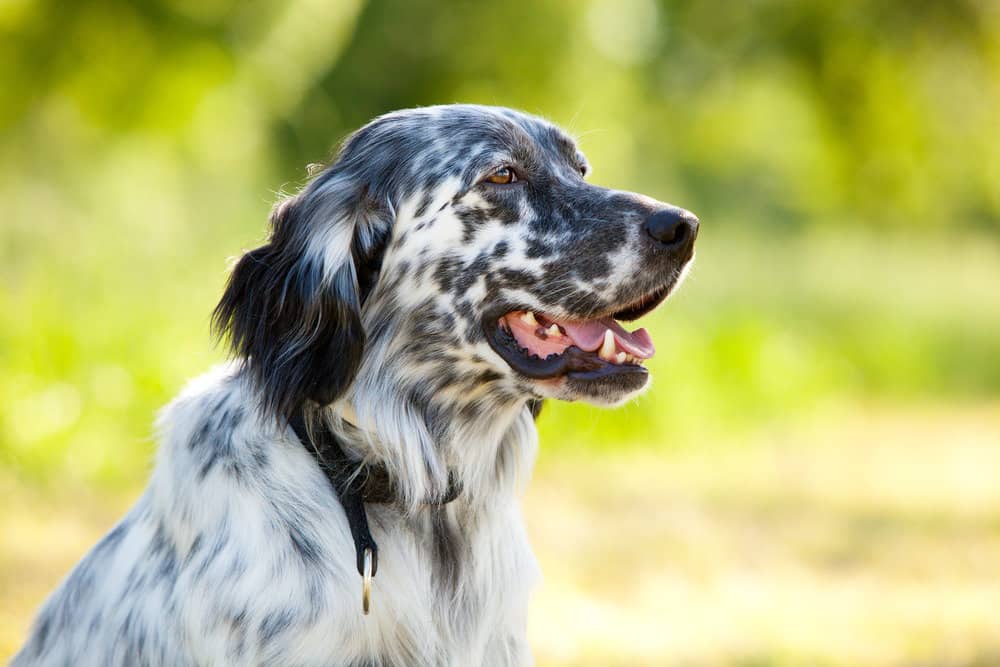 English Setter Dogs Breed Pictures