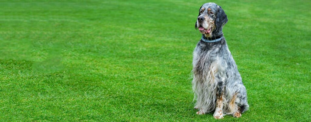 English Setter Dogs Breed Pictures
