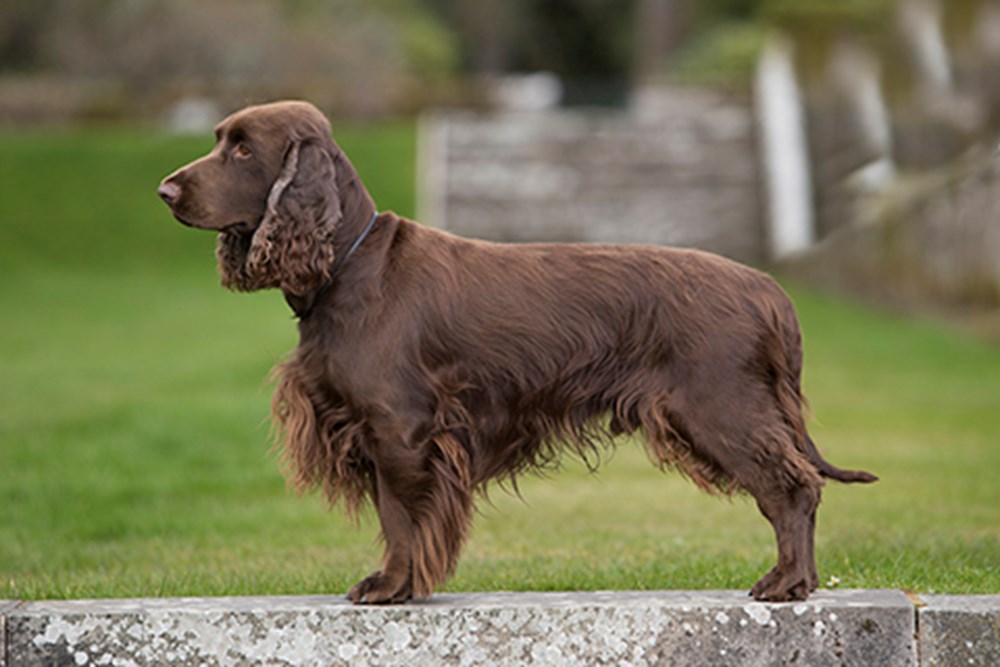 Field Spaniel Dogs Breed Pictures