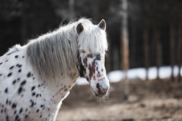 Altai Horse breed