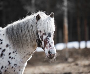 Altai Horse breed