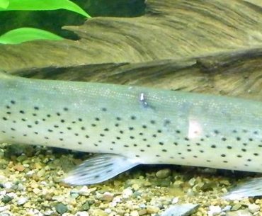 Amur pike fish species