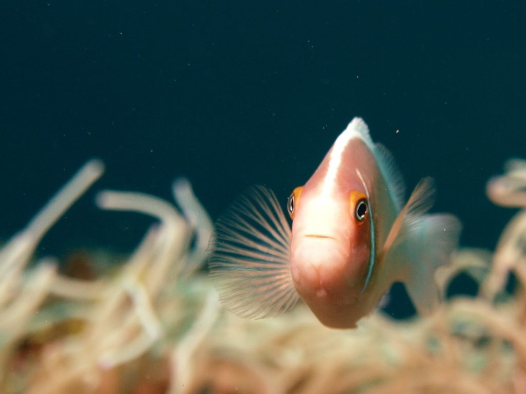 Anemonefish species navigating the water