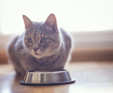 Anorexia in Cat