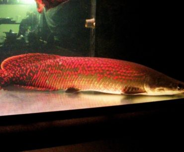 Arapaima Fish species