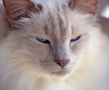 A Balinese cat breed