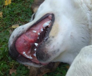 A dog with mouth cancer