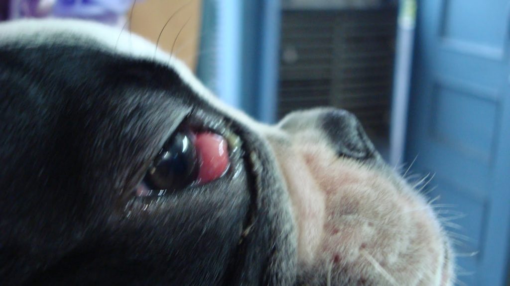 A dog breed with cherry eye