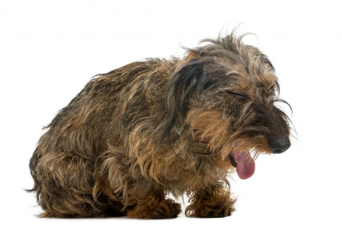 A dog with coughing condition
