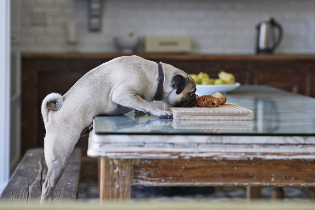 A dog trying to eat its food on the table