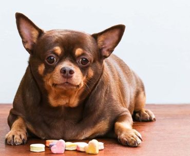 A dog with diabetes (obesity)