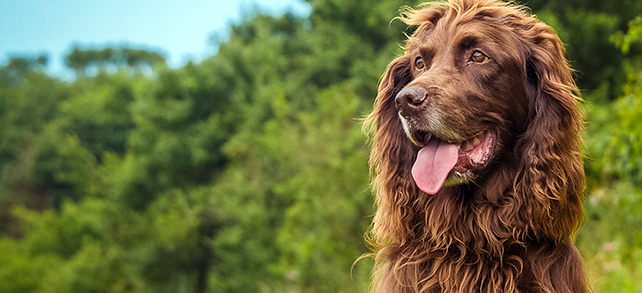 Field spaniel with good physical appearance