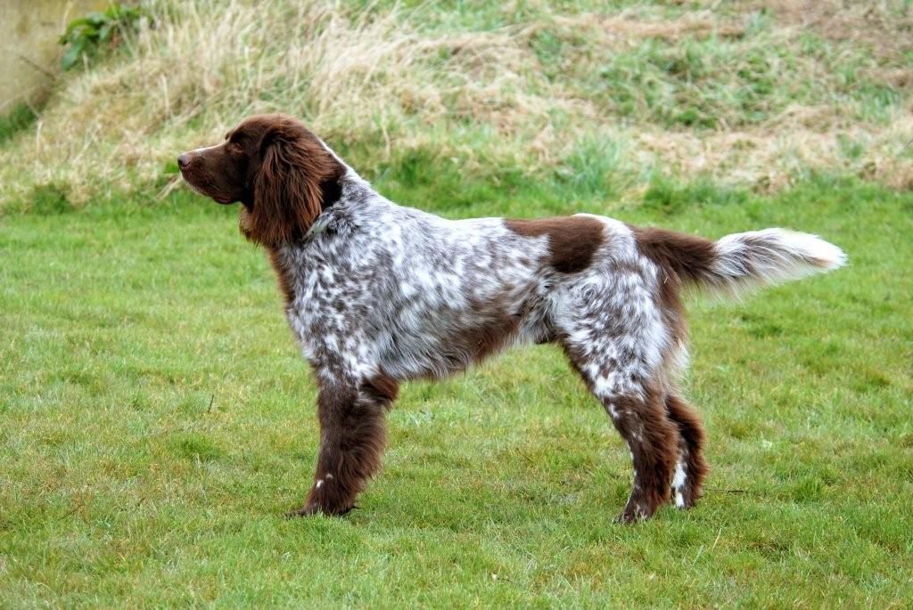 German longhair pointed dog breed standing