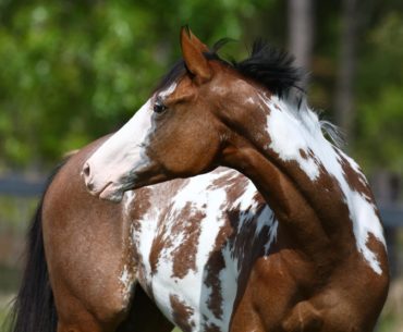 American paint horse breed