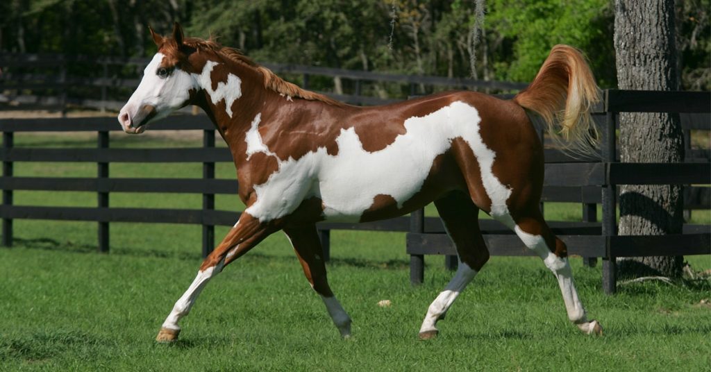 American paint horse with good body structure