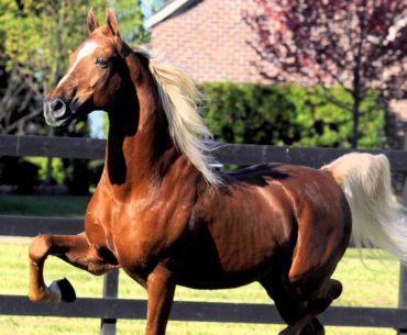 American saddlebred horse breed