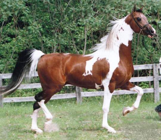 American saddlebred horse
