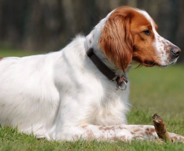 The Irish red and white setter dog breed
