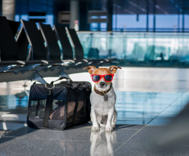 Travel vaccinations for traveling Dogs