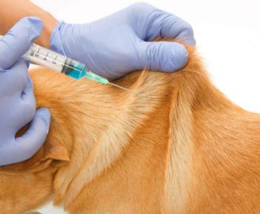 Vaccinations for Dogs