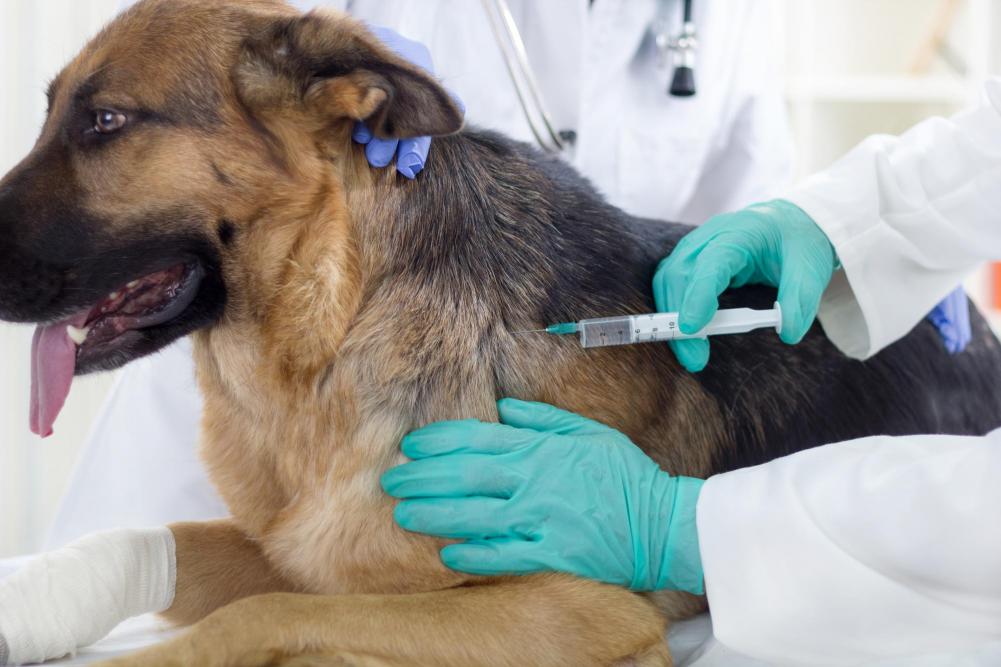 A dog receiving rabies vaccination against rabies disease