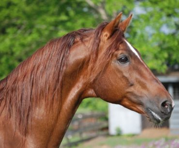 American warmblood horse breed