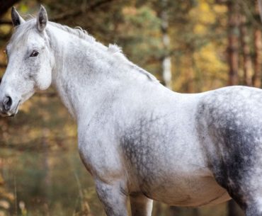 The anglo-arabian horse breed