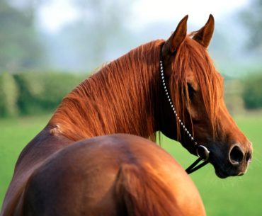 The Arabian horse breed