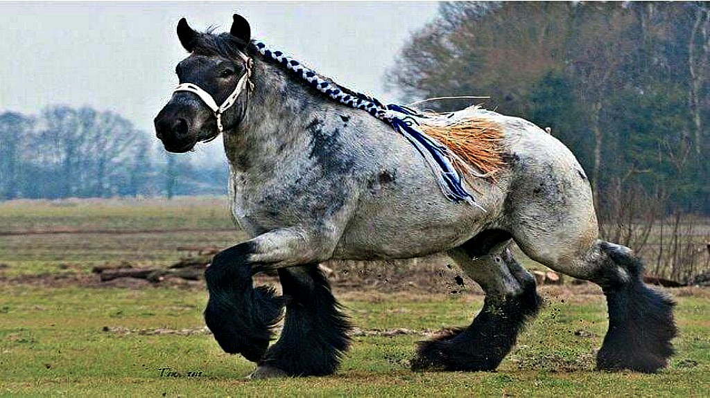 Ardennes horse running