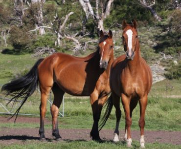 Australian stock horse breed
