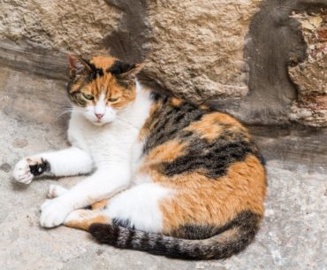 Brazilian shorthair cat breed