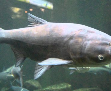 The asian carp fish in water