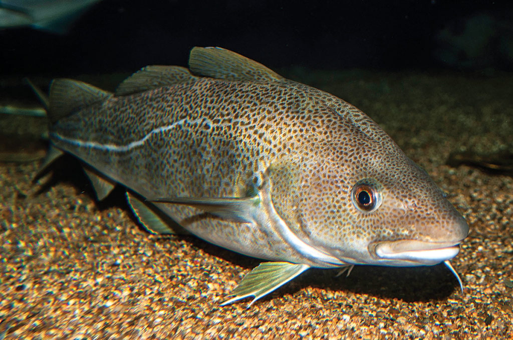 Atlantic cod with good body structure