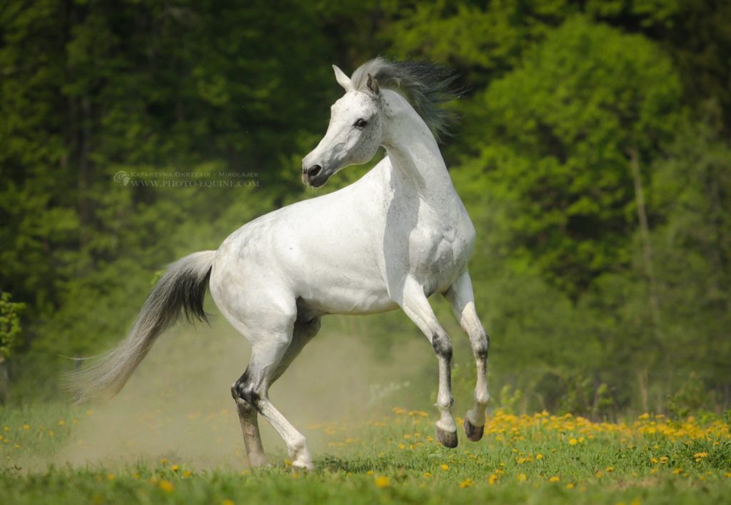 Anglo-kabarda horse breed