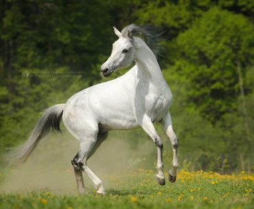Anglo-kabarda horse breed