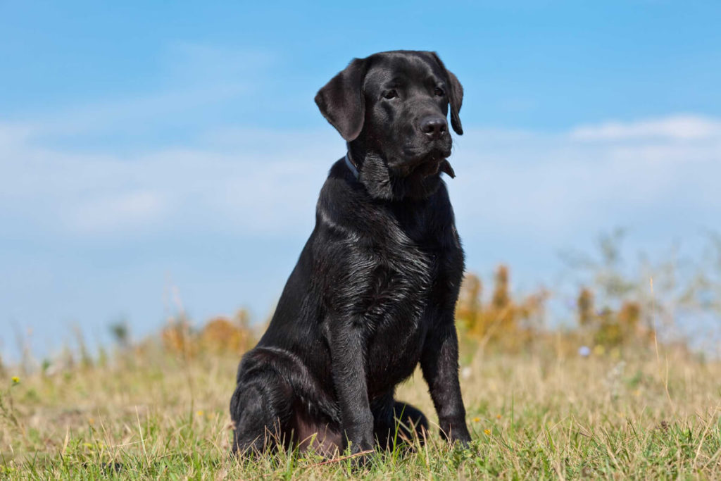 labrador retrievers dog breed