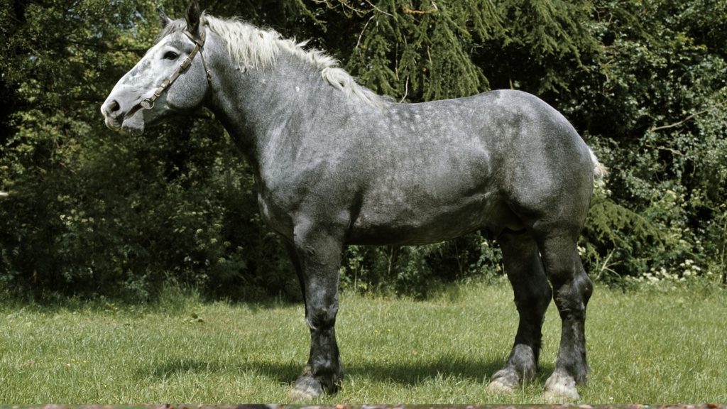 Percheron horse breed