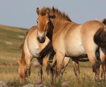 Przewalski horse breed