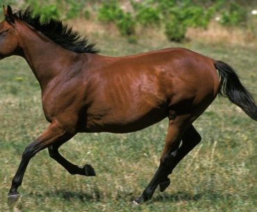 sardinian anglo-arabian horse breed