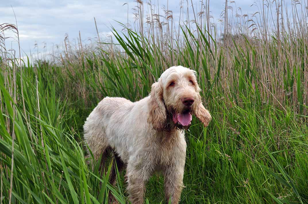 Spinone italiano with good physical appearance