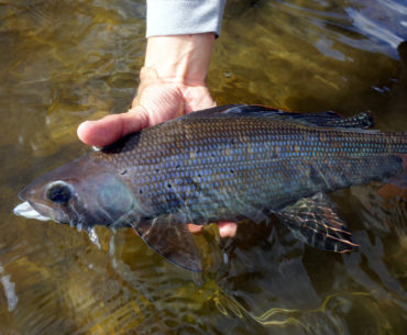 Australian grayling fish species