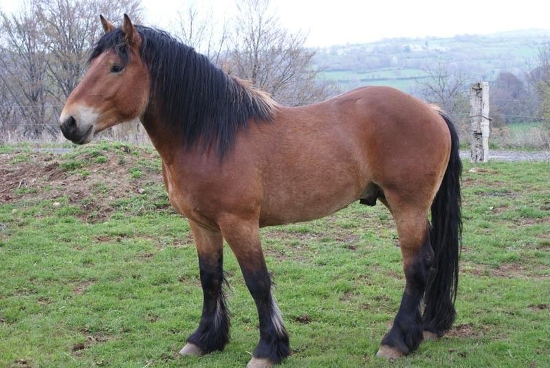 Auvergne horse breed